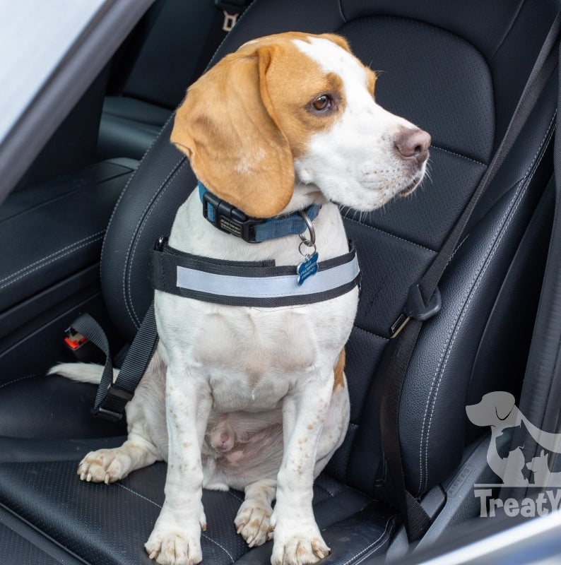 Dog car seat belt attachment to fit harness