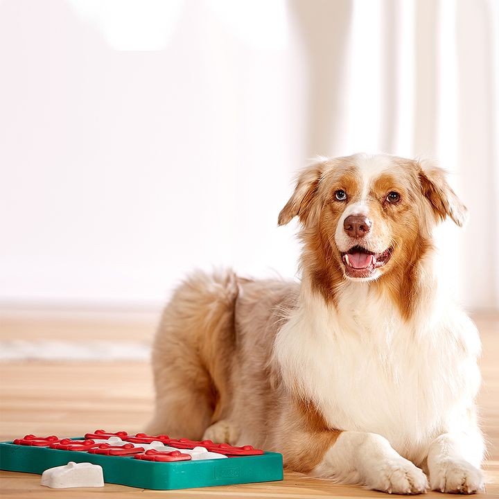 Dog Brick Treat Dispensing Dog Toy Feeder