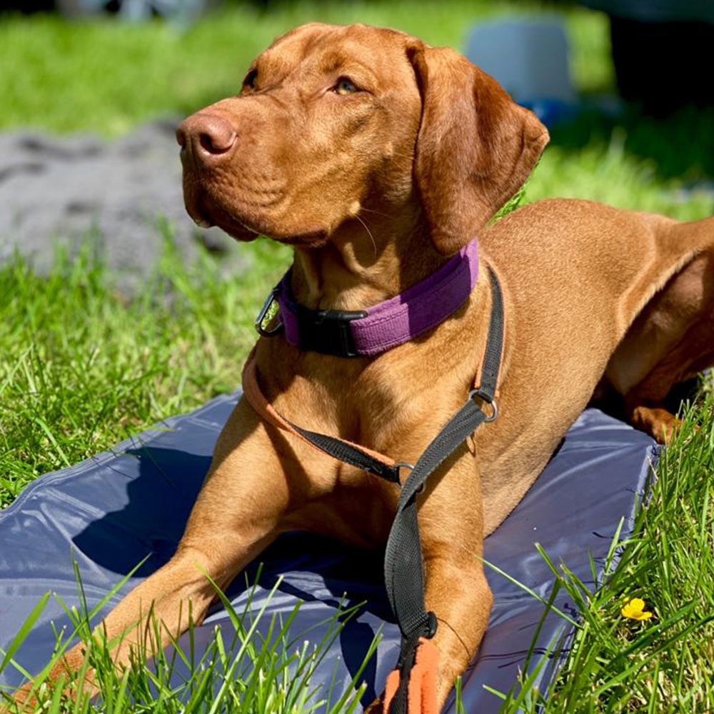 Henry Wagg Pet Cooling Mat for Summer