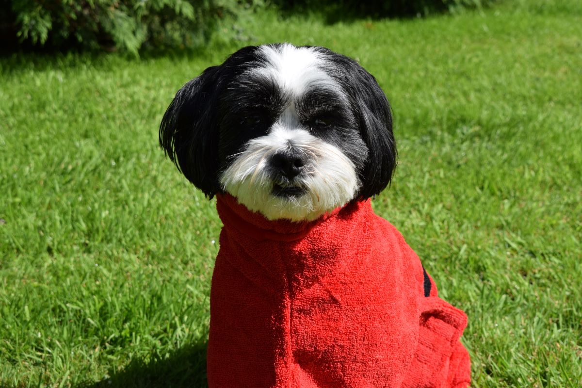 Walksters Microfibre Dog Drying Coat in Red