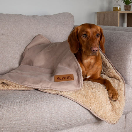 Scruffs snuggle pet best sale blanket