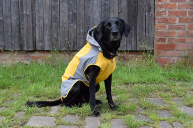 Reflective LV Raincoat With Hood For Dogs