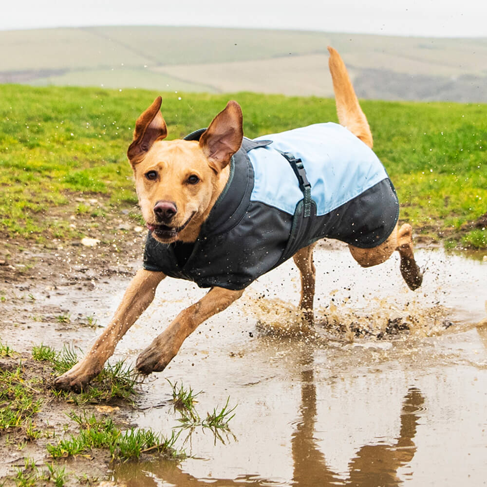 Henry Wag Waterproof Dog Coat