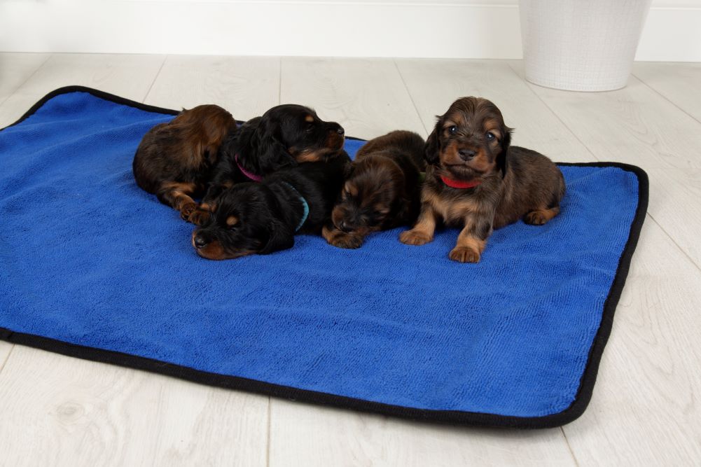 Walksters Reusable Multipurpose Dog Puppy Pad