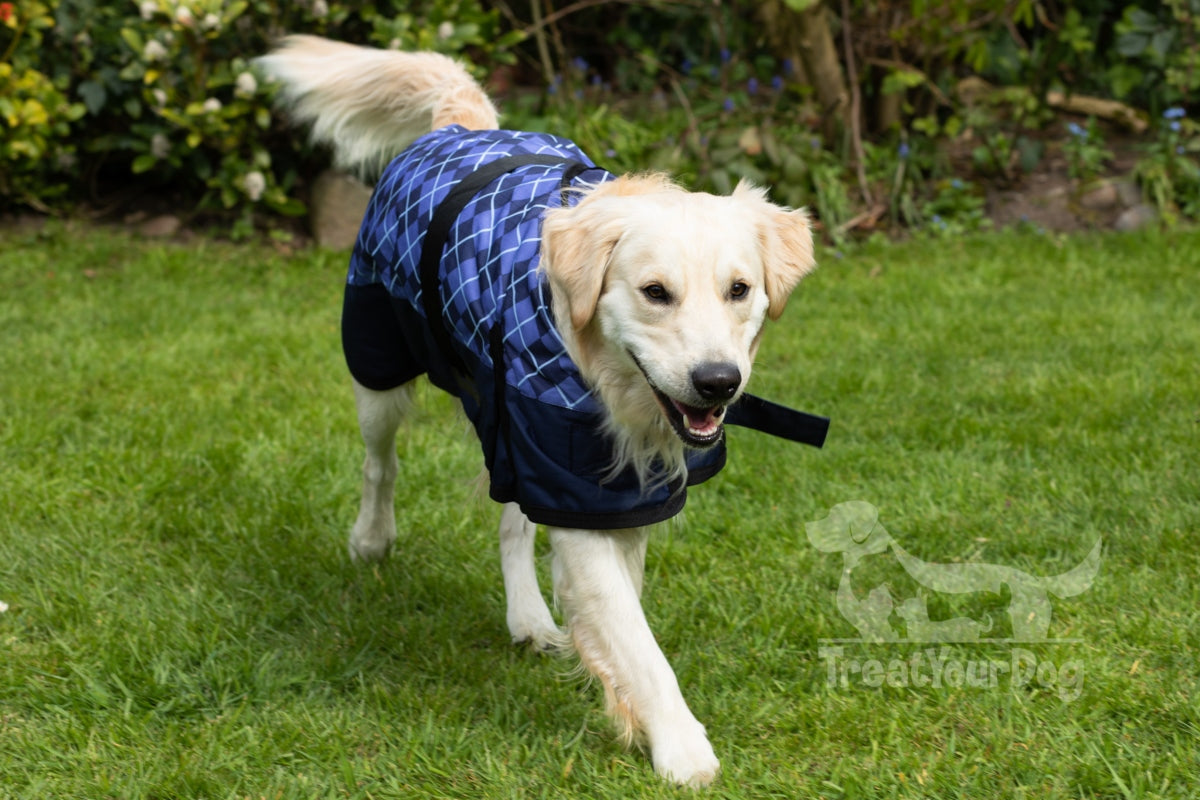 All Seasons Waterproof Dog Coat in Blue Check